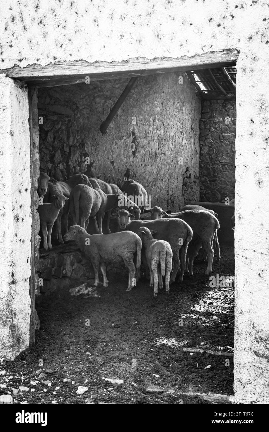 Foto in bianco e nero di un gregge di pecore all'interno di una vecchia stalla in pietra rustica ad Alentejo, vicino a Portas de Ródão, Portogallo Foto Stock