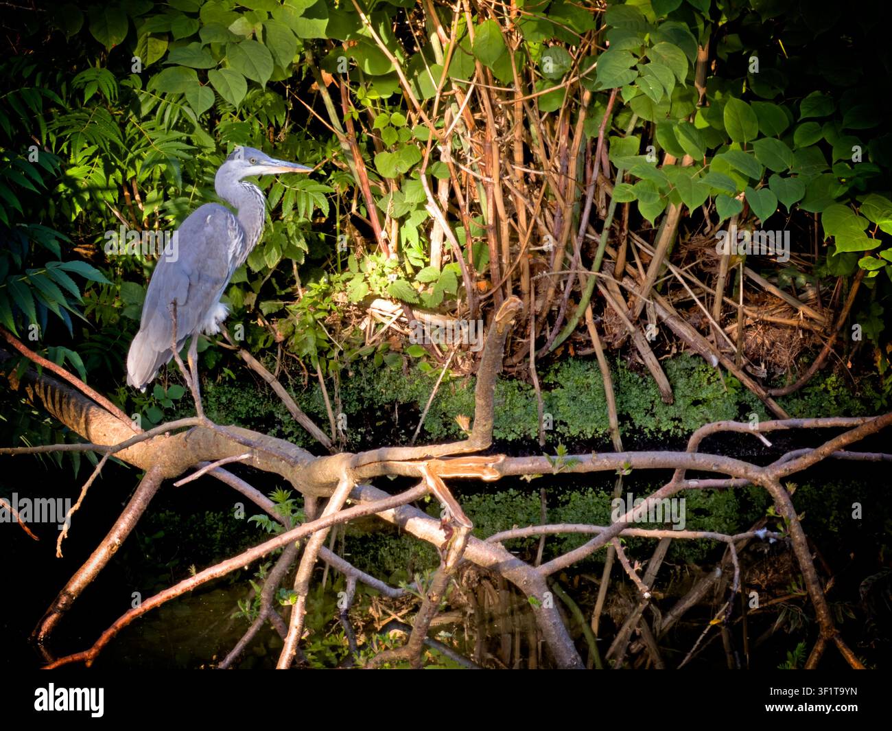 Airone cenerino Ardea cinerea sulle rive del canale di Bridgewater, Grappenhall, Cheshire, WA4 2SJ Foto Stock
