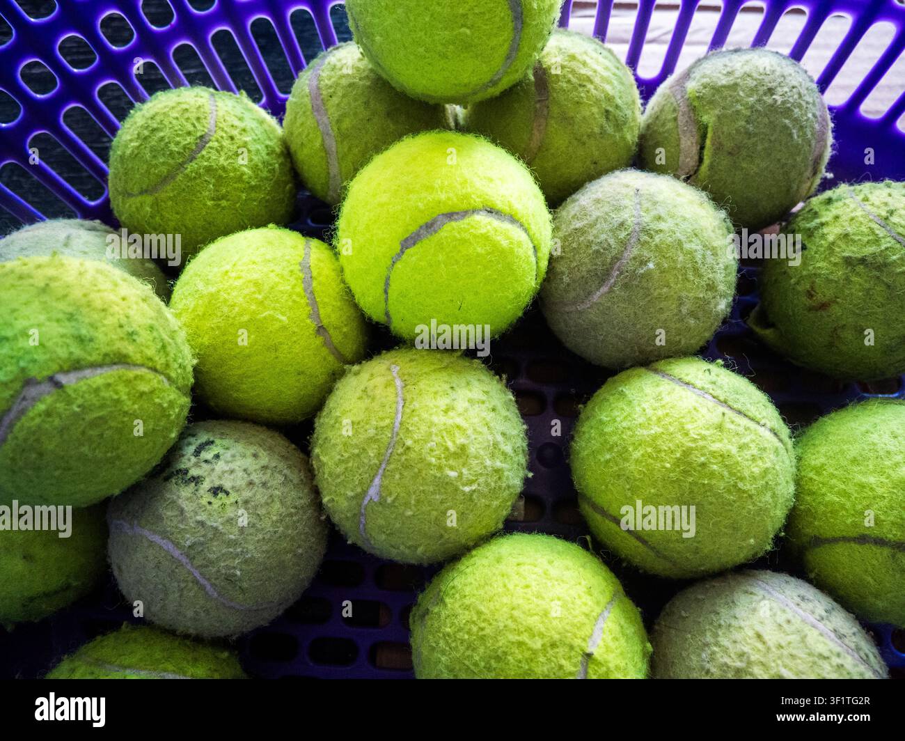 Palle da tennis usurate riempiono un cestino di plastica viola. Le loro superfici pelose mostrano sporco e usura. Le tonalità verde brillante contrastano con le cuciture sbiadite. Il cestino Foto Stock