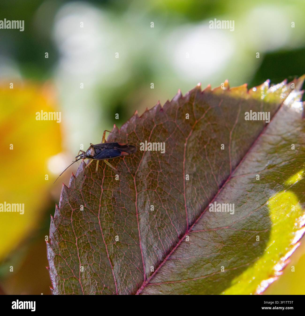 Insetto miride appoggiato su una foglia di rosa seghettata con evidenti venature rosse Foto Stock