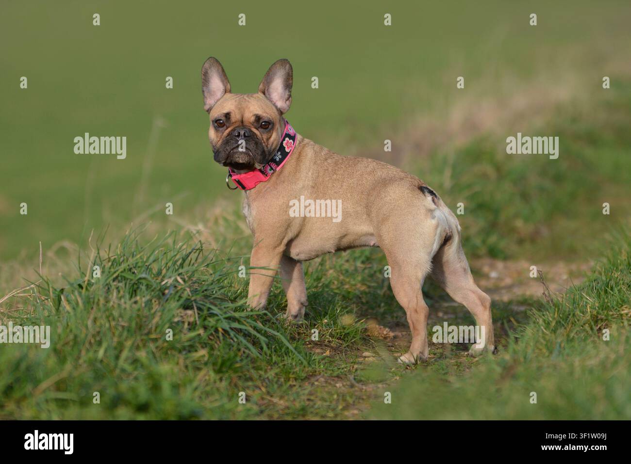 Simpatico cucciolo di bulldog francese color fawn con collare rosa in piedi su un prato, che guarda l'obiettivo Foto Stock