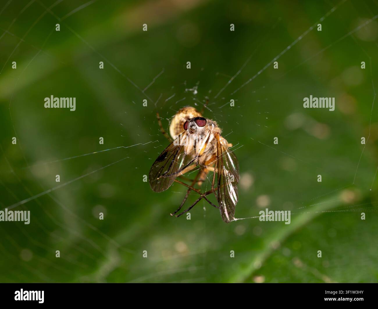 Mosca morta intrappolata in una ragnatela - Scena di alimentazione di un ragno da giardino nella natura. Foto di alta qualità Foto Stock