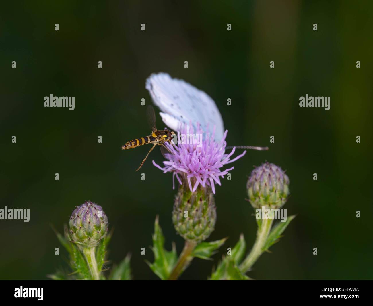 Mosca volatrice che atterra vicino a una farfalla blu – Due insetti su una pianta nell’habitat naturale. Foto di alta qualità Foto Stock