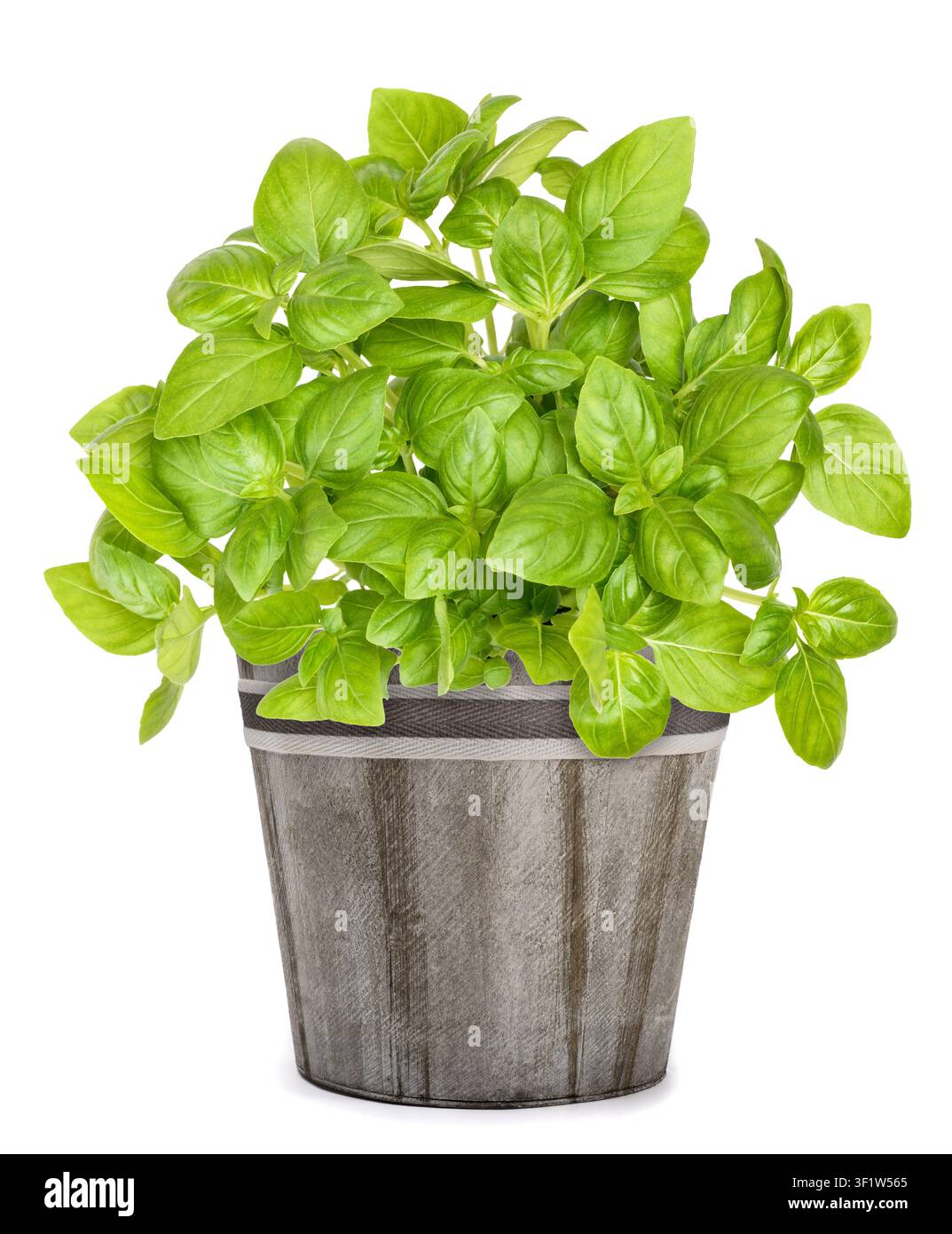 Piante di basilico fresco in vaso isolate su bianco Foto Stock