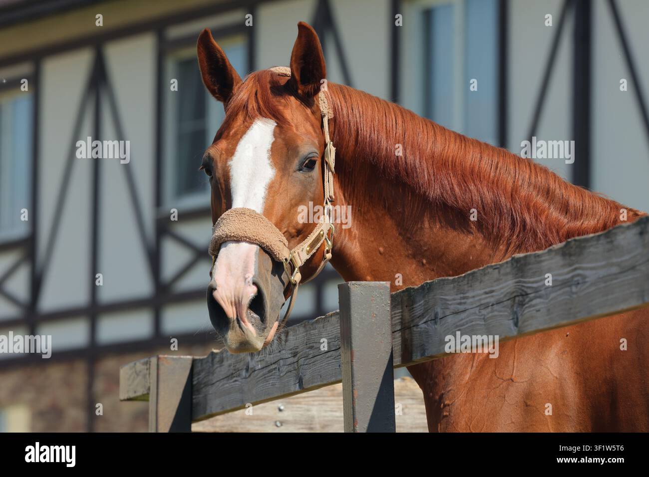 Cavallo da dressage baio nel pascolo del ranch Foto Stock