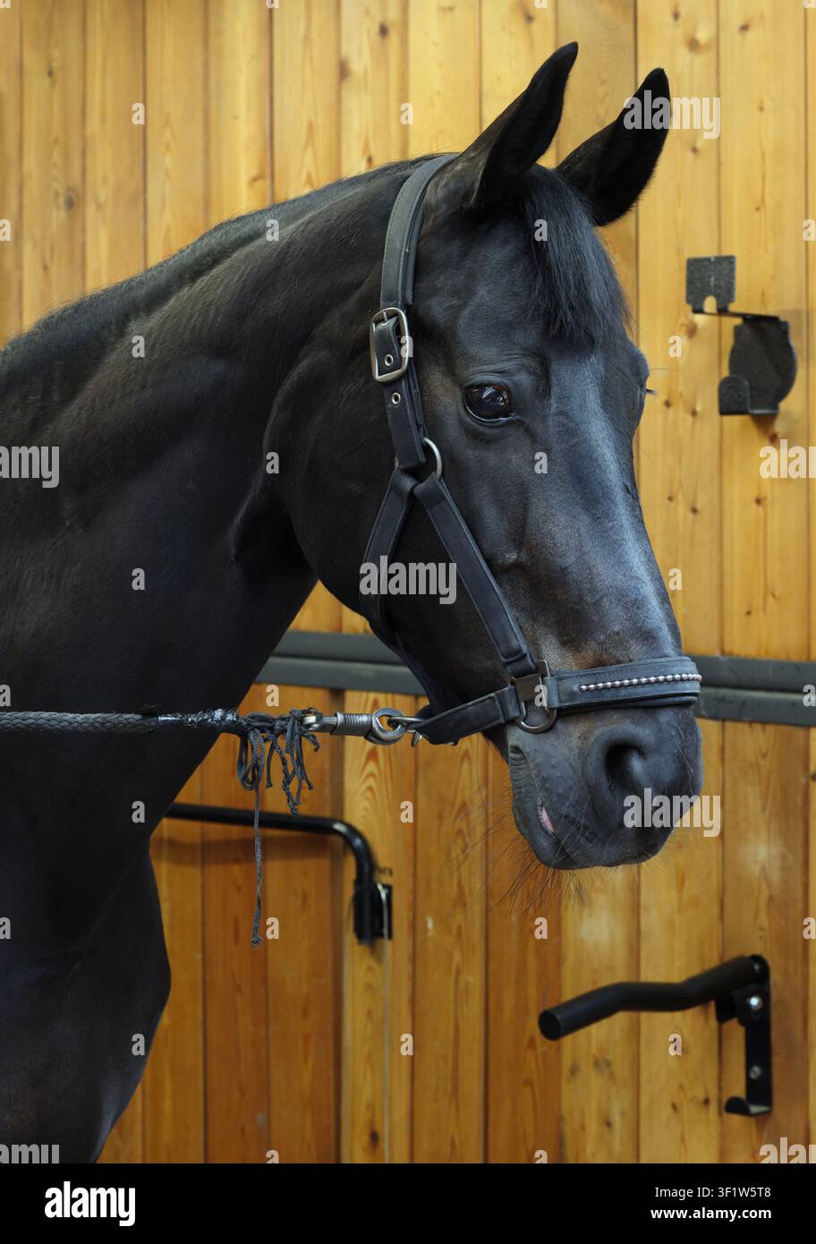 Bellissimo cavallo da dressage nero che guarda lontano nella stalla Foto Stock
