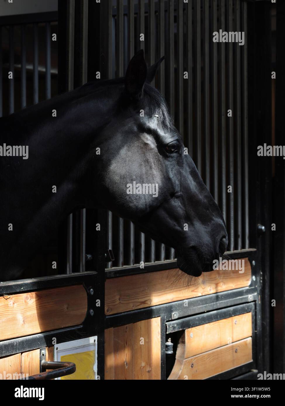 Bellissimo cavallo da dressage nero che guarda lontano nella porta buia della stalla Foto Stock