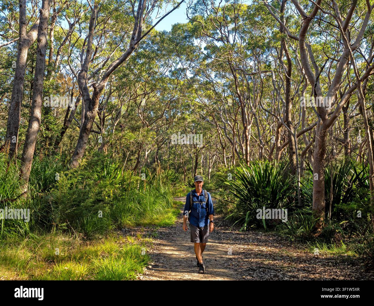 Escursionista sul Palm Jungle Loop, Royal National Park Foto Stock