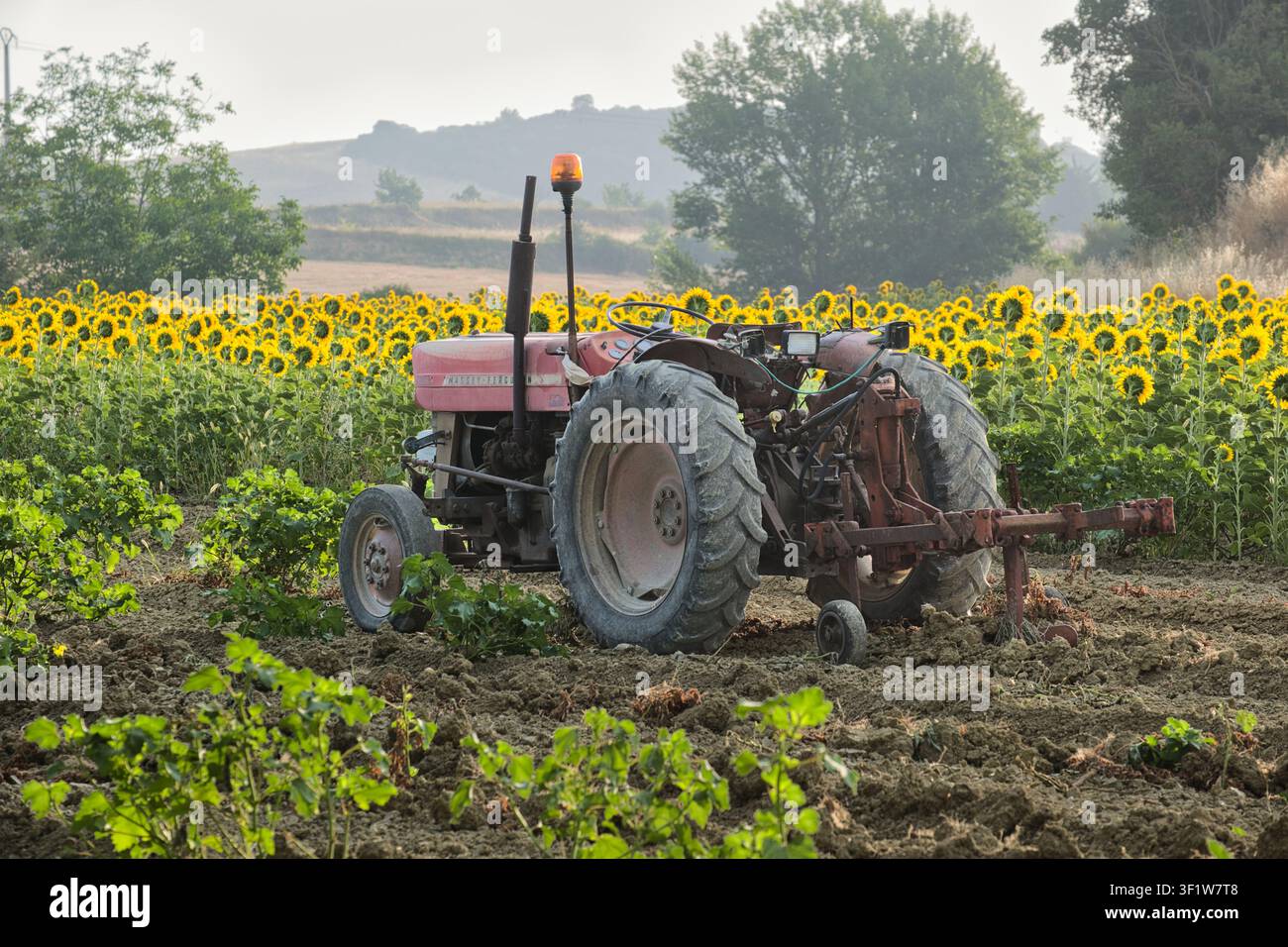 Cailhau Francia 15.07.26 Un vecchio trattore logoro con un faro ambrato è parcheggiato in terra appena arata, affiancato da file di girasoli in fiore Foto Stock