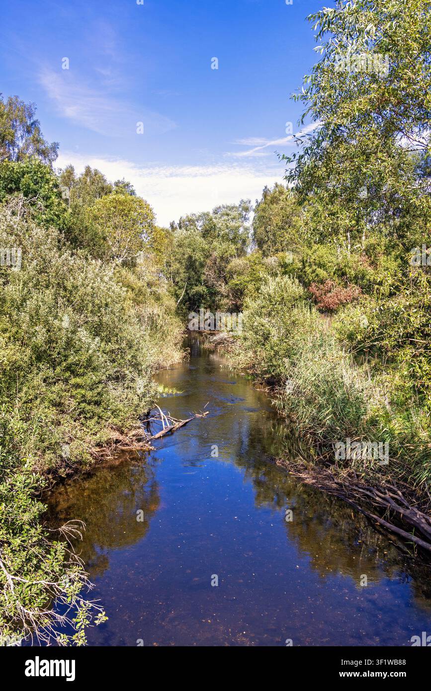 Fiume che scorre attraverso una fitta foresta verdeggiante Foto Stock
