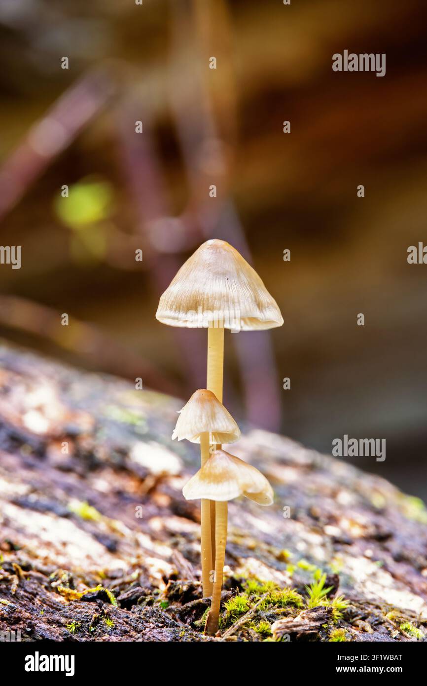Funghi che crescono su un ceppo d'albero in una foresta naturale Foto Stock