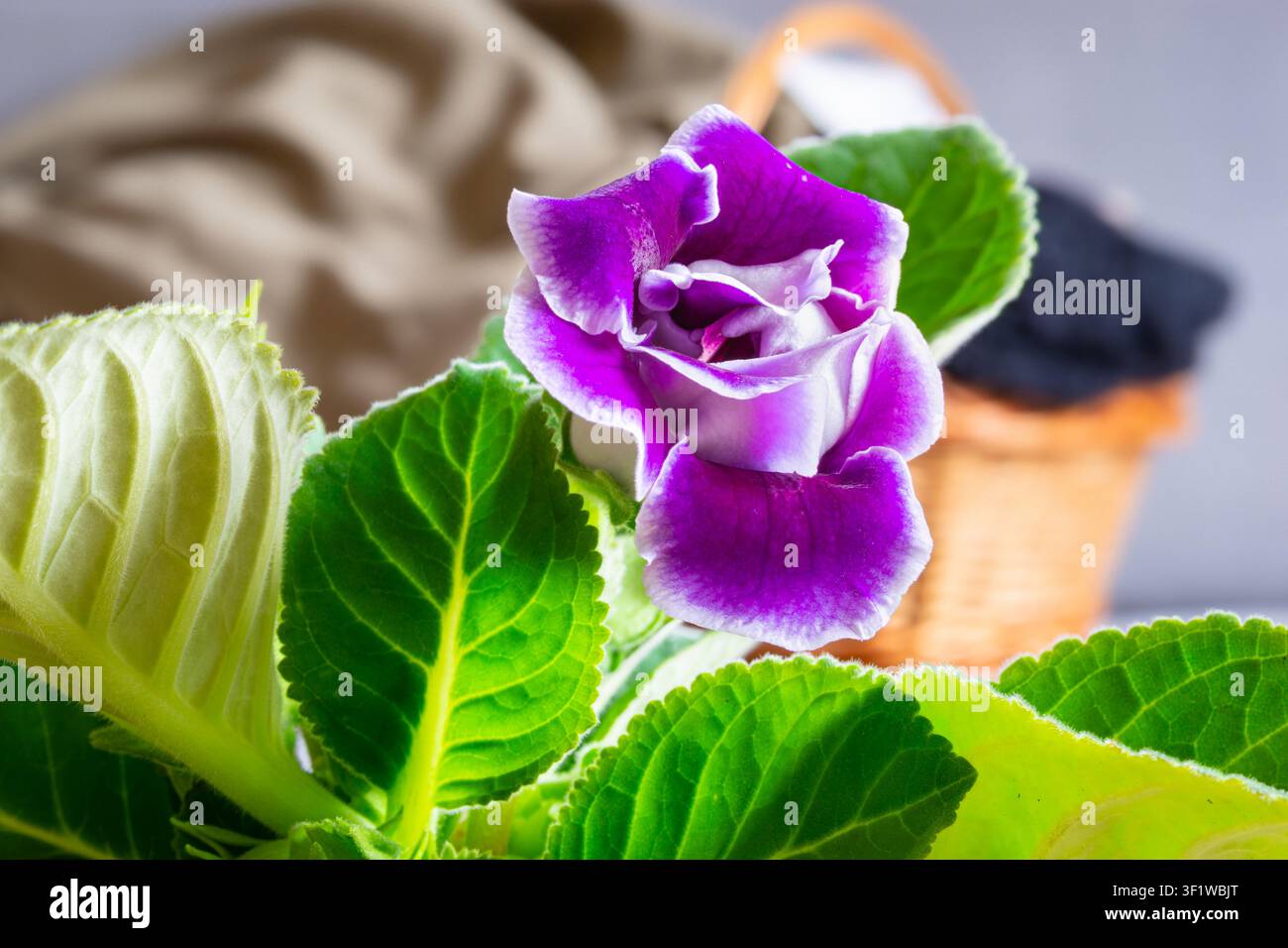 Fiore di Gloxinia viola che sboccia sulle foglie verdi di una pianta d'appartamento Foto Stock