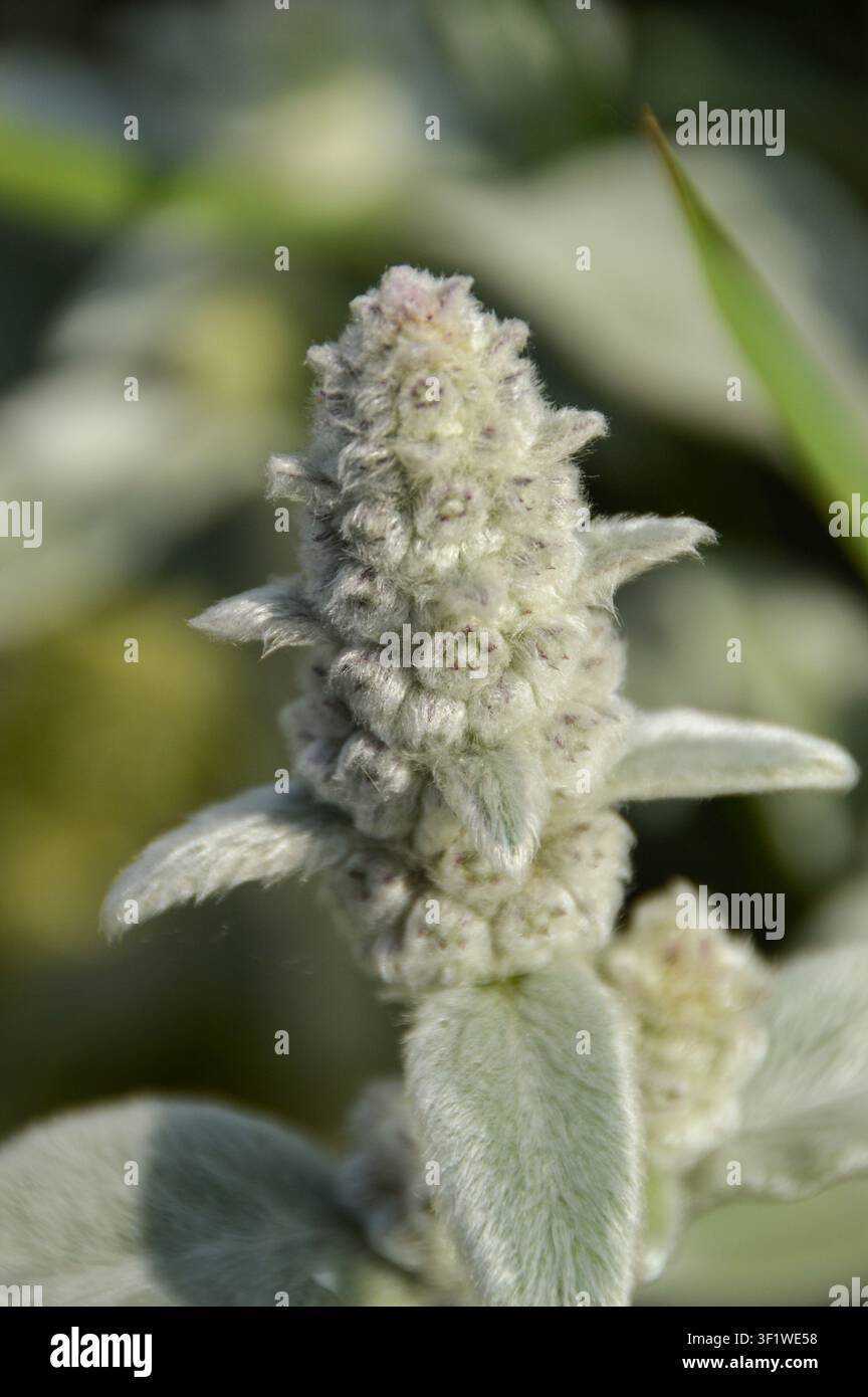 Primo piano di piante di Stachys byzantina, conosciute come orecchio d'agnello Foto Stock