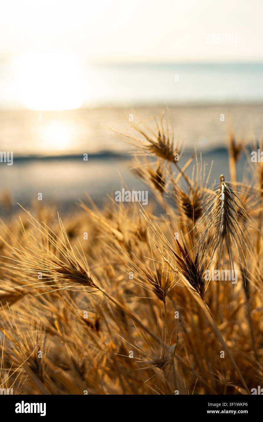 Dettagli del Mediterraneo. Immagine verticale di spighe di grano dorate all'alba con il mare sullo sfondo Foto Stock