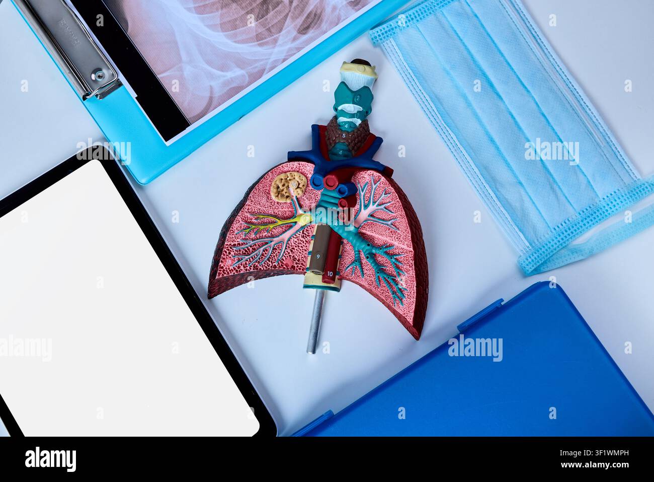 Modello di polmoni con dettagli colorati è posizionato sul tavolo di un medico insieme a strumenti medici e una mascherina nel reparto di pneumologia. Formazione medica Foto Stock