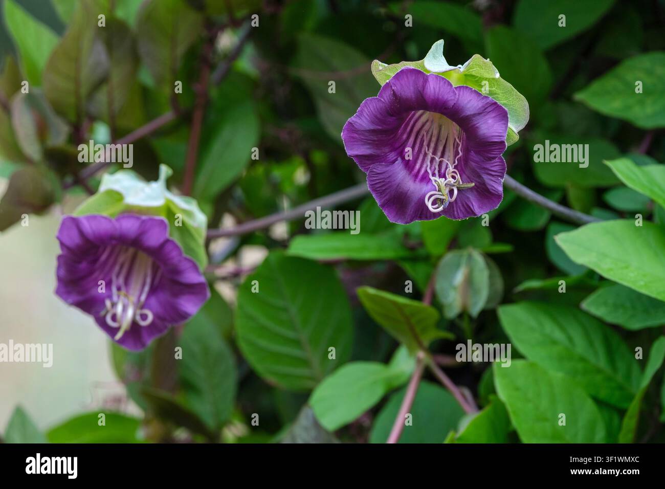 Eddera messicana, cobaea scandens, fiori a forma di campana che passano dal bianco verdastro al viola Foto Stock