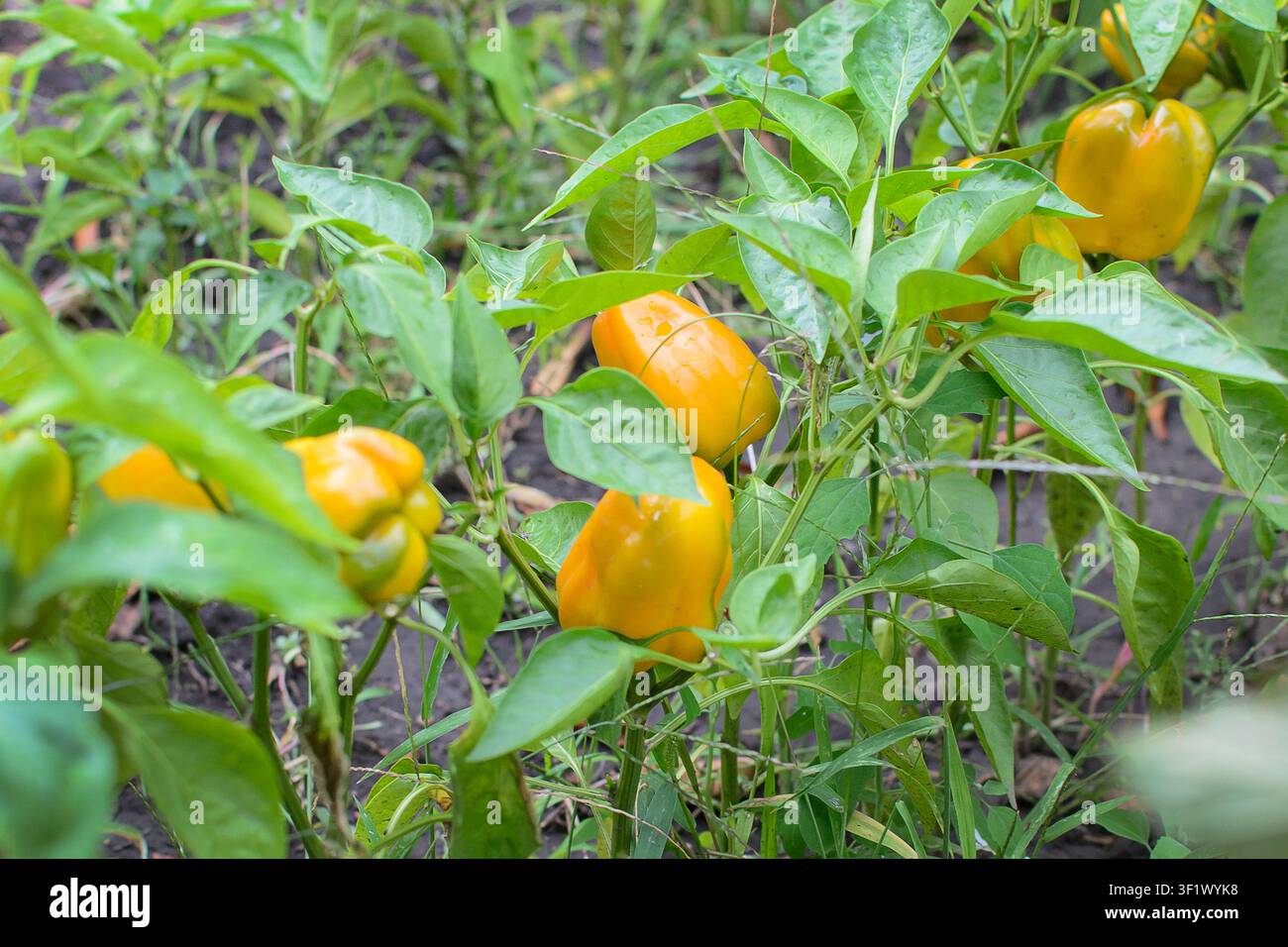 Peperoni gialli che crescono su piante in un orto. Concetto di agricoltura e produzione alimentare per l'agricoltura, il raccolto e la coltivazione biologica Foto Stock