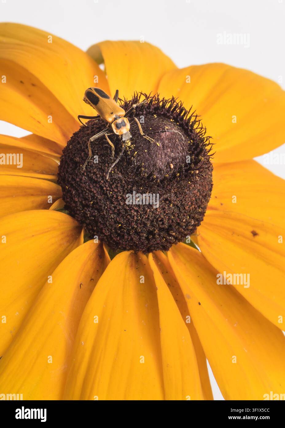 Un coleottero soldato su un fiore di rudbeckia al Gavins Point National Fish Hatchery di Yankton, South Dakota, USA. La rudbeckia è un genere di piante floreali della famiglia delle Asteracee (Asteraceae) originario del Nord America, ampiamente noto come fiori conici e soucis a occhio nero. I coleotteri soldato sono coleotteri relativamente morbidi e con lati dritti. Sono cosmopoliti. Sono anche comunemente noti come elitre coriacee a causa delle loro elitre morbide. S. Stukel, USFWS / U.S. Fish and Wildlife Service Foto Stock