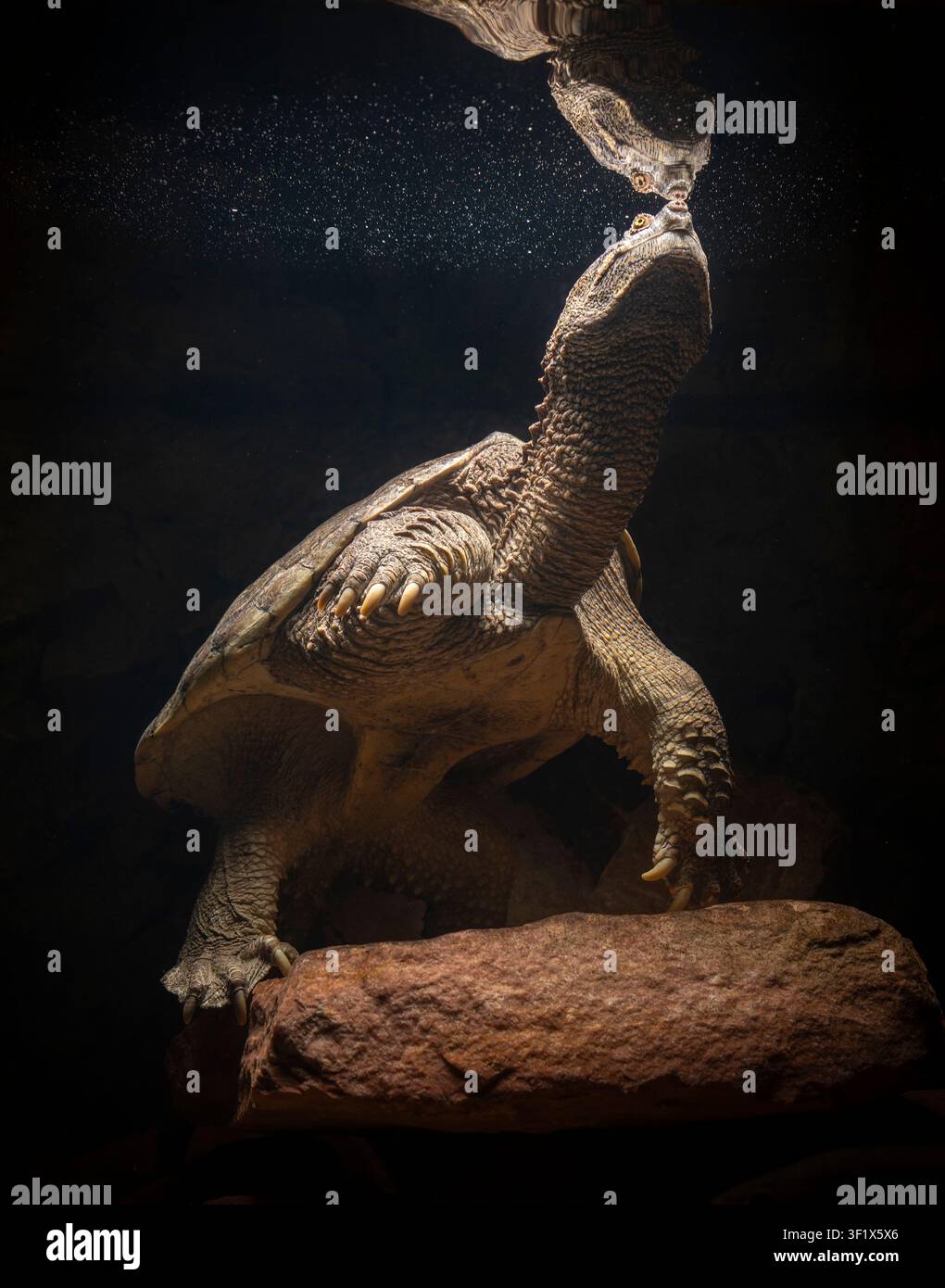 Riflesso della tartaruga mordace Chelydra serpentina  Gli habitat comuni di queste tartarughe sono stagni o corsi d'acqua poco profondi. Alcune possono vivere in ambienti brackici, come gli estuari. Queste fonti d'acqua tendono ad avere un'abbondanza di vegetazione acquatica a causa delle pozzanghere poco profonde  Fotografato alla Gavins Point National Fish Hatchery a Yankton, South Dakota, USA.  S. Stukel, USFWS / U.S. Fish and Wildlife Service Foto Stock