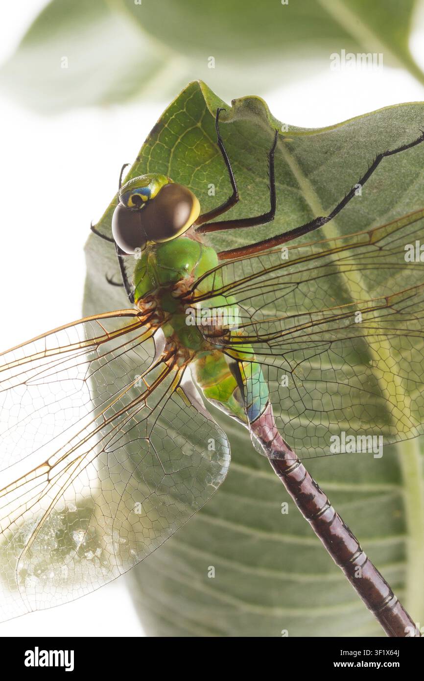 Libellula su una pianta di Asclepia Una specie di libellula sconosciuta al fotografo si aggrappa a una foglia di Asclepia. Una libellula è un insetto volante appartenente all’infraordine Anisoptera sotto l’ordine Odonata. Sono conosciute circa 3.000 specie esistenti di libellule. La maggior parte è tropicale, con meno specie nelle regioni temperate. La perdita degli habitat umidi minaccia le popolazioni di libellule in tutto il mondo. Fotografato al Gavins Point National Fish Hatchery di Yankton, South Dakota, USA. S. Stukel, USFWS / U.S. Fish and Wildlife Service Foto Stock