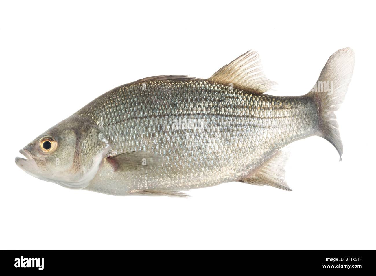 Bersaglio bianco su sfondo bianco. Morone chrysops Il bersaglio bianco, bersaglio argentato o bersaglio sabbioso è un pesce d'acqua dolce della famiglia dei Moronidi, e misura in genere circa 12Ð15 pollici di lunghezza. Il colore principale della specie è bianco argenteo a verde pallido. Il dorso è scuro, con fianchi e ventre bianchi, e con strette strisce scure che corrono longitudinalmente sui fianchi Fotografato alla Gavins Point National Fish Hatchery di Yankton, South Dakota, USA. S. Stukel, USFWS / U.S. Fish and Wildlife Service Foto Stock