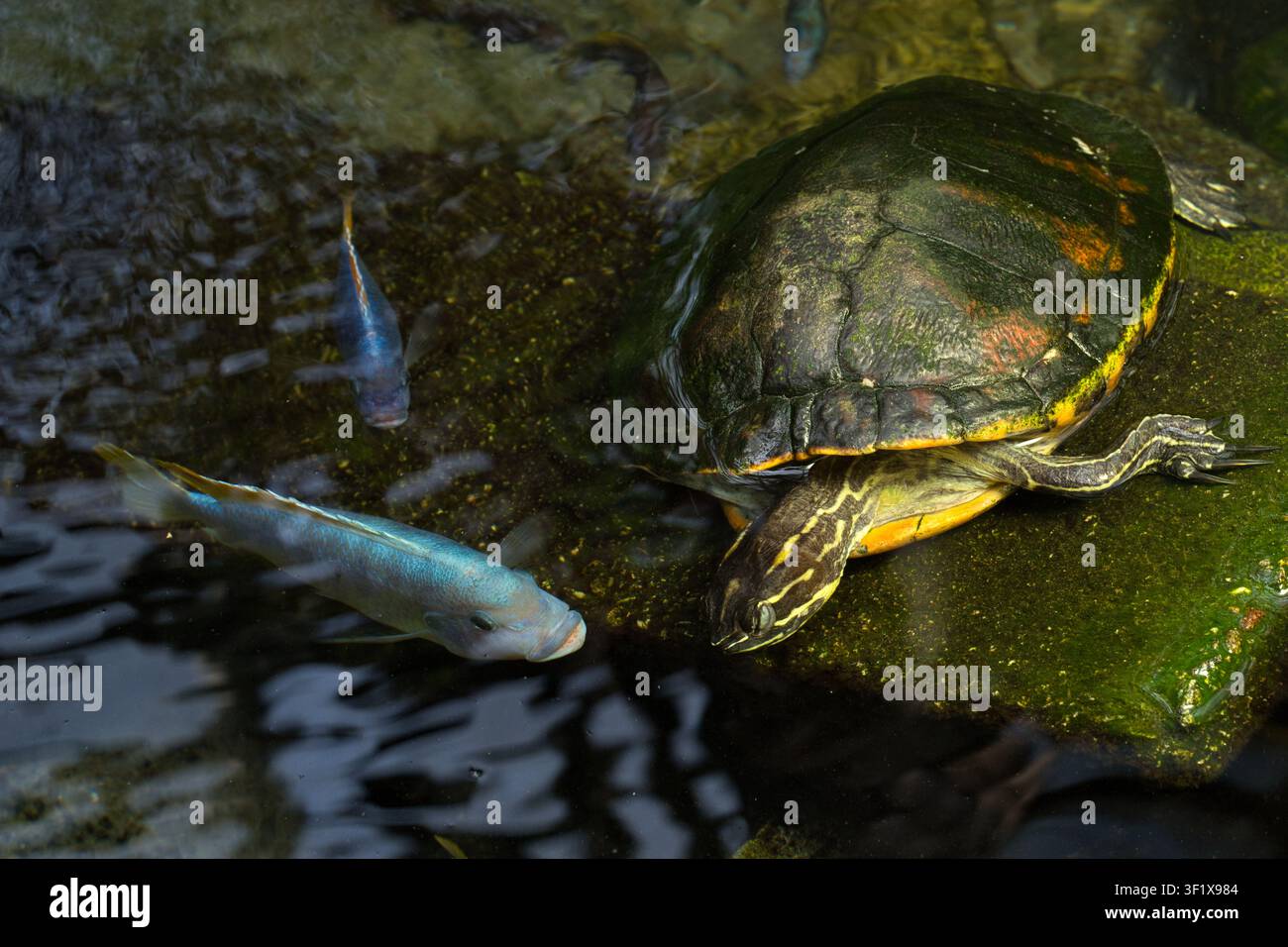 Una tartaruga palustre dal ventre giallo (Trachemys scripta scripta) e un cichlide sono curiosi l'uno dell'altro. Giardino Botanico di Friburgo in Brisgovia, Germania Foto Stock