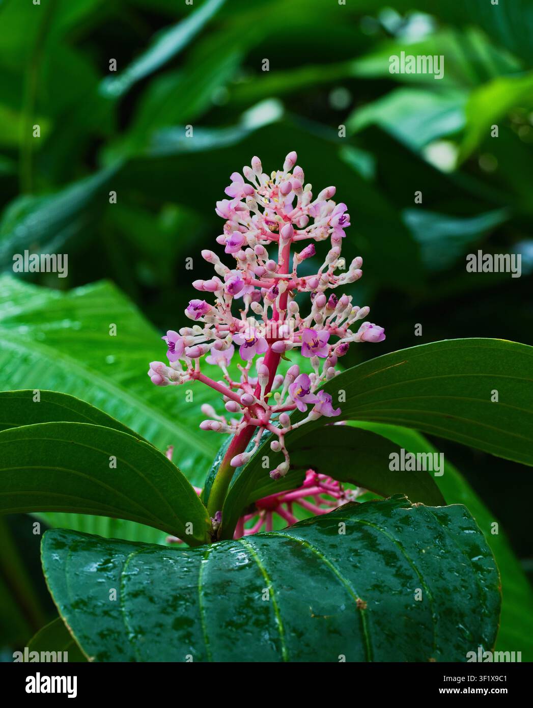 Un primo piano di vivaci boccioli rosa di fiori Medinilla speciosa Foto Stock