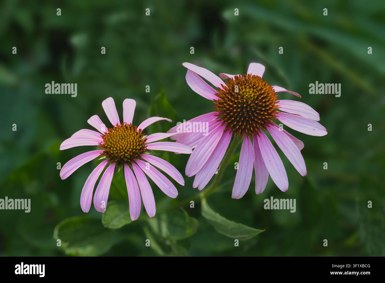 Viola chiaro fiore del cono (Echinacea pallida) Foto Stock