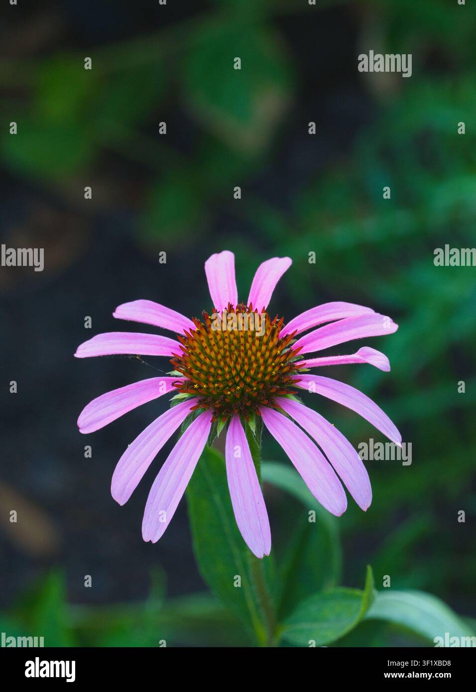 Viola chiaro fiore del cono (Echinacea pallida) Foto Stock
