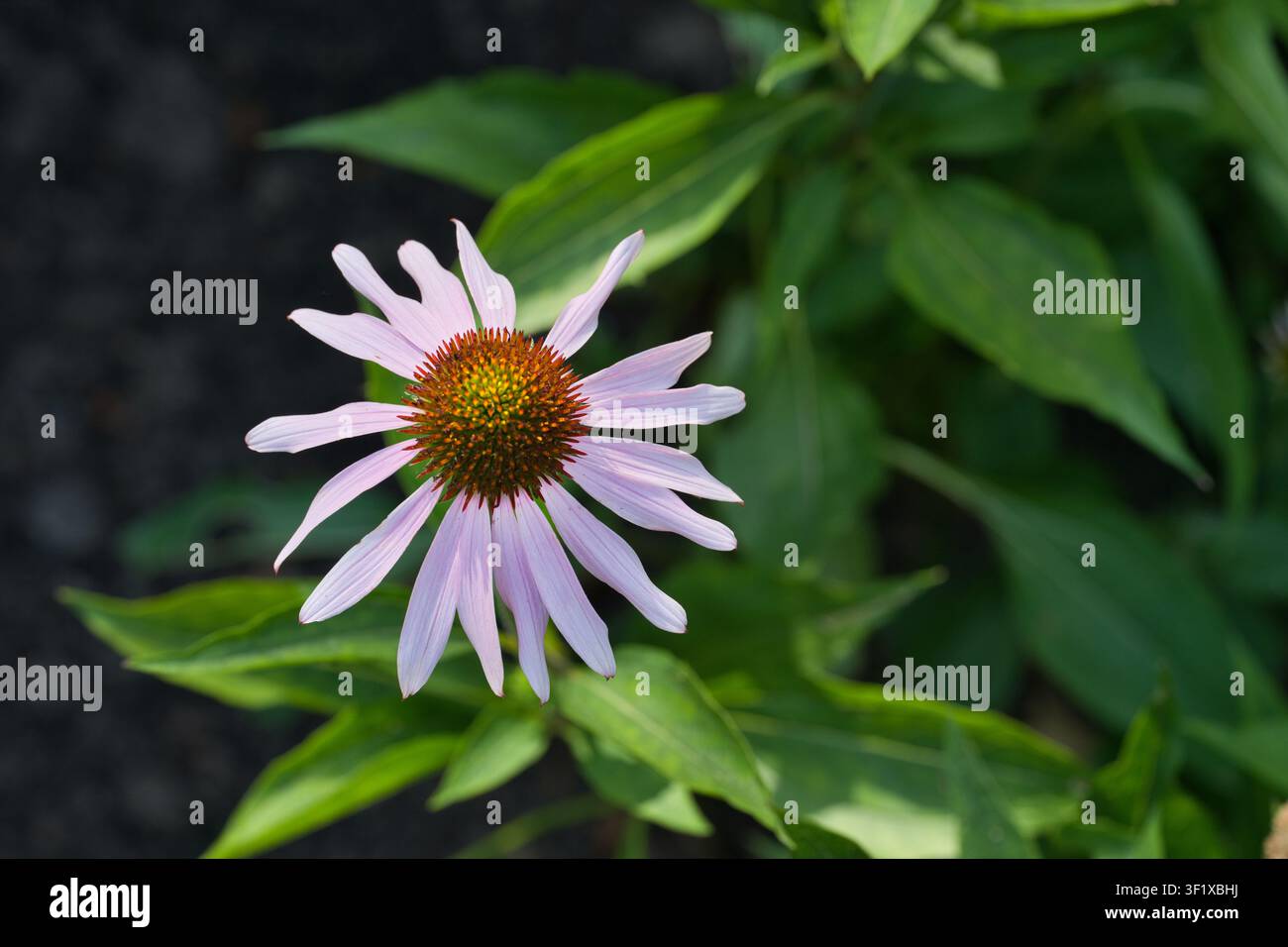 Viola chiaro fiore del cono (Echinacea pallida) Foto Stock