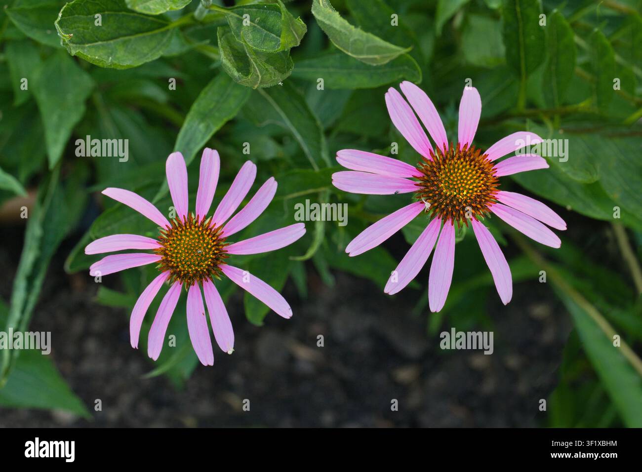 Viola chiaro fiore del cono (Echinacea pallida) Foto Stock