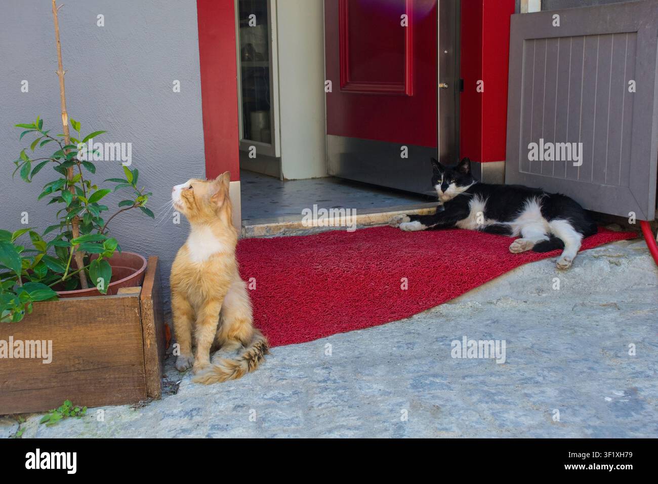 Due gatti di strada, parte di una colonia di gatti fiorente e ben curata nel distretto di Sultanahmet a Fatih a Istanbul, Turkiye. A sinistra, una rossa curiosa Foto Stock