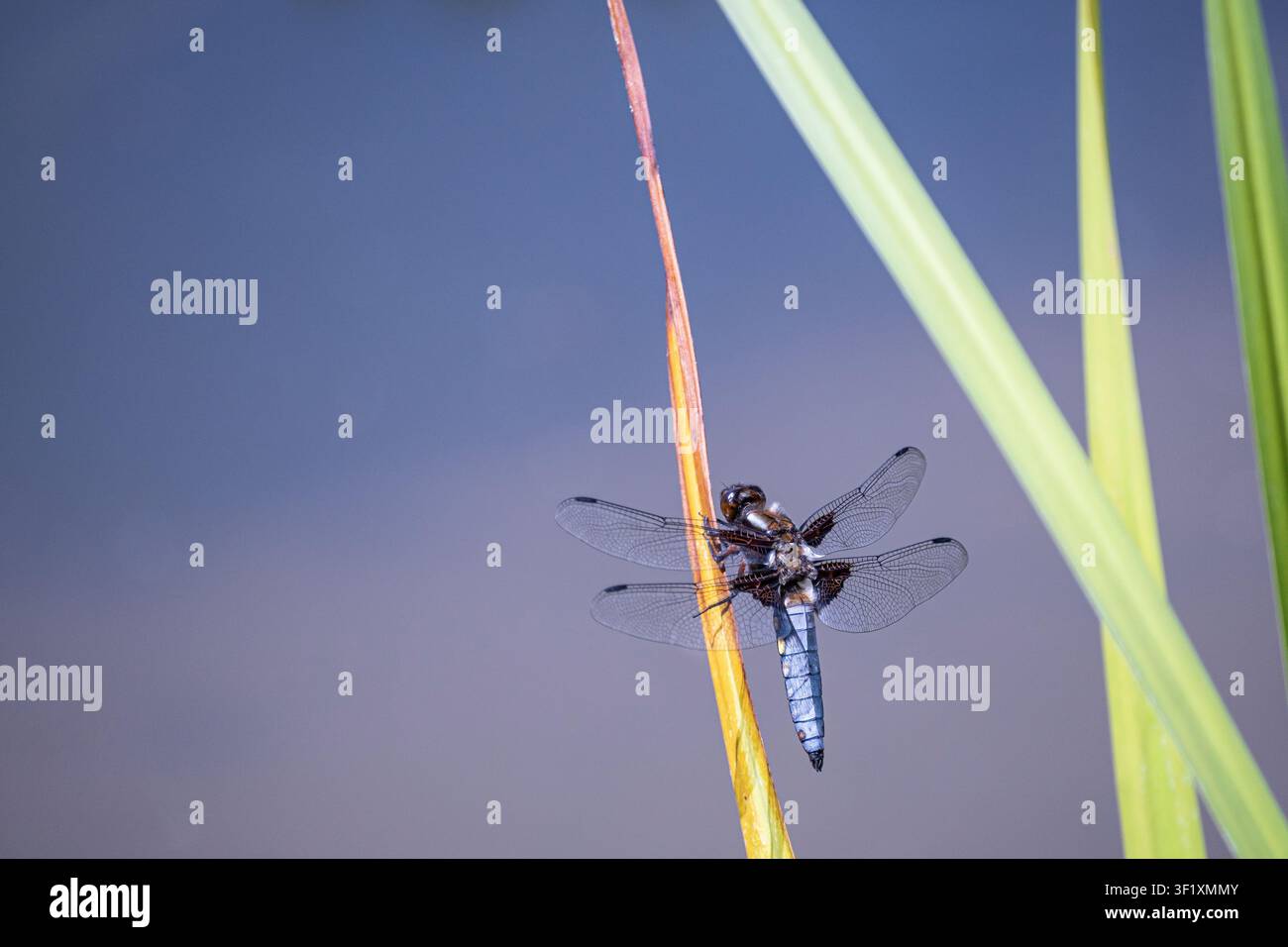 Cacciatore a corpo largo, Libellula depressa, maschio che usa una canna in uno stagno da giardino come punto di osservazione, giugno Foto Stock