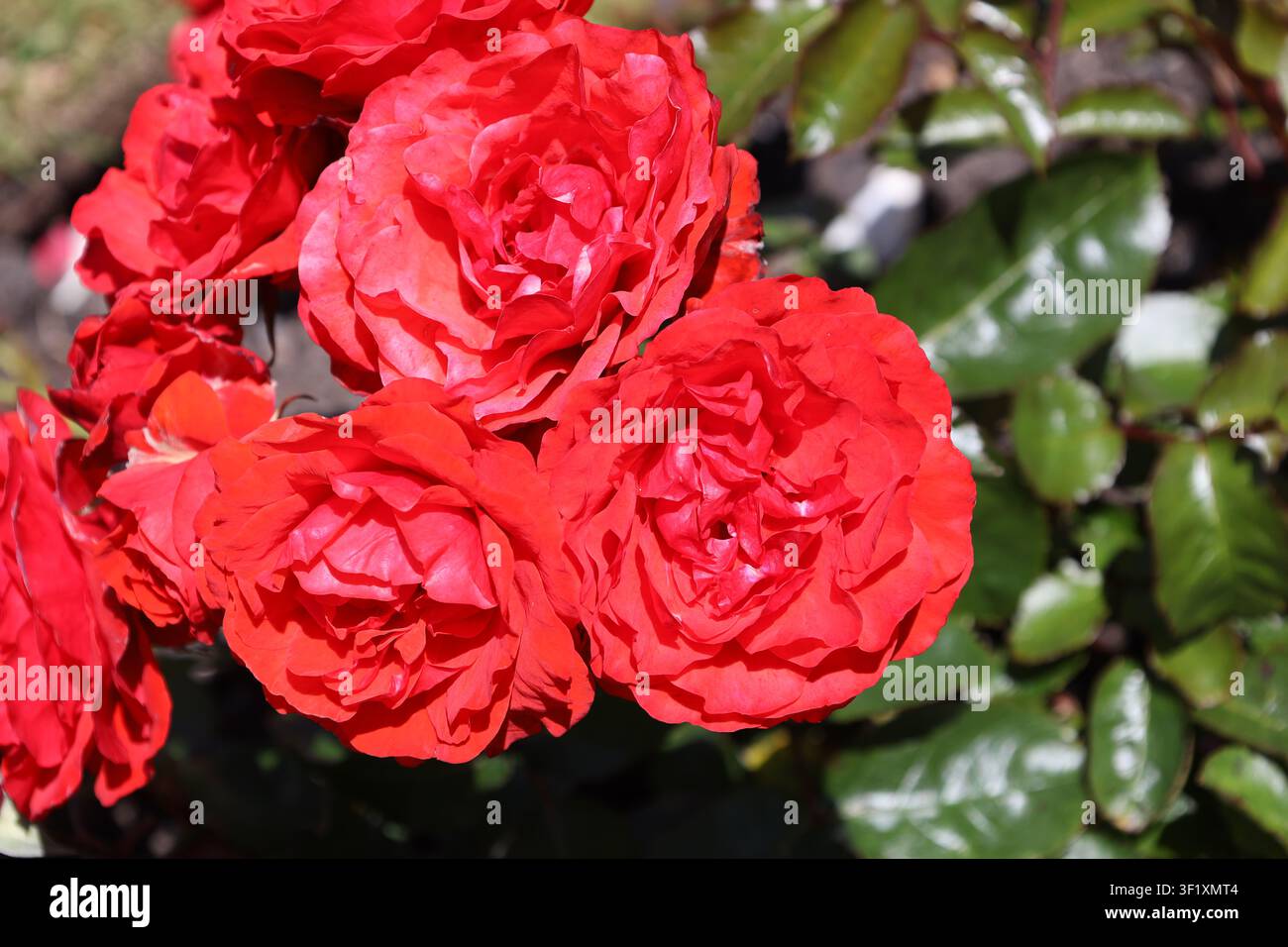 ammasso di più fiori di rosa, rosso scarlatto vivace, vermiglio (floribunda, Trumpeter) (macro, primo piano, straordinario, luce intensa) Foto Stock