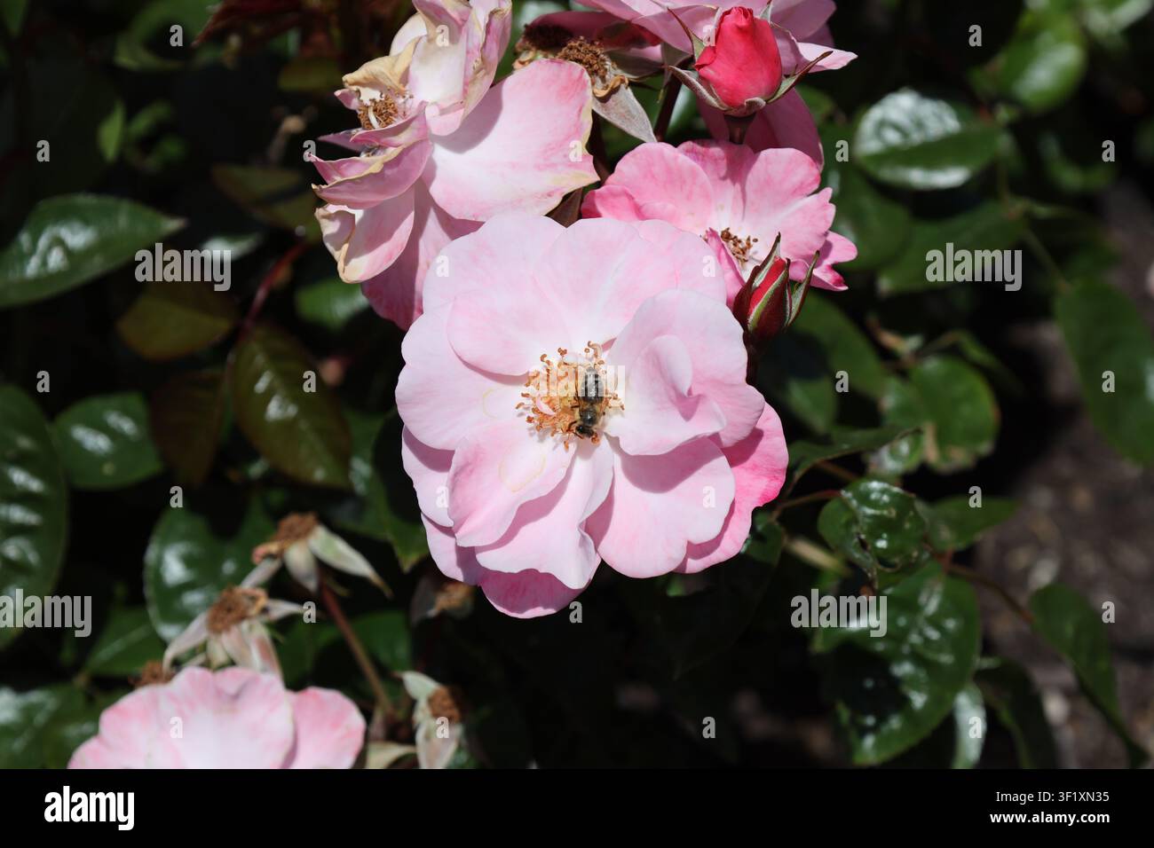 Grappolo di rose rosa morbide, fiori semi-doppi, stami dorati, ape che si nutre di polline (Clair-Matin) (macro, primo piano, mozzafiato, luce intensa) Foto Stock