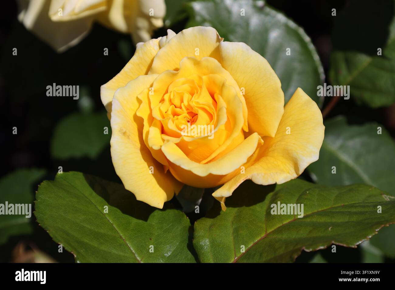 singola fioritura di rosa giallo vivace, petali dorati, fogliame verde scuro lucido, a fiori grandi (floribunda, Hybrid-Tea) (macro, primo piano, straordinario, forte Foto Stock