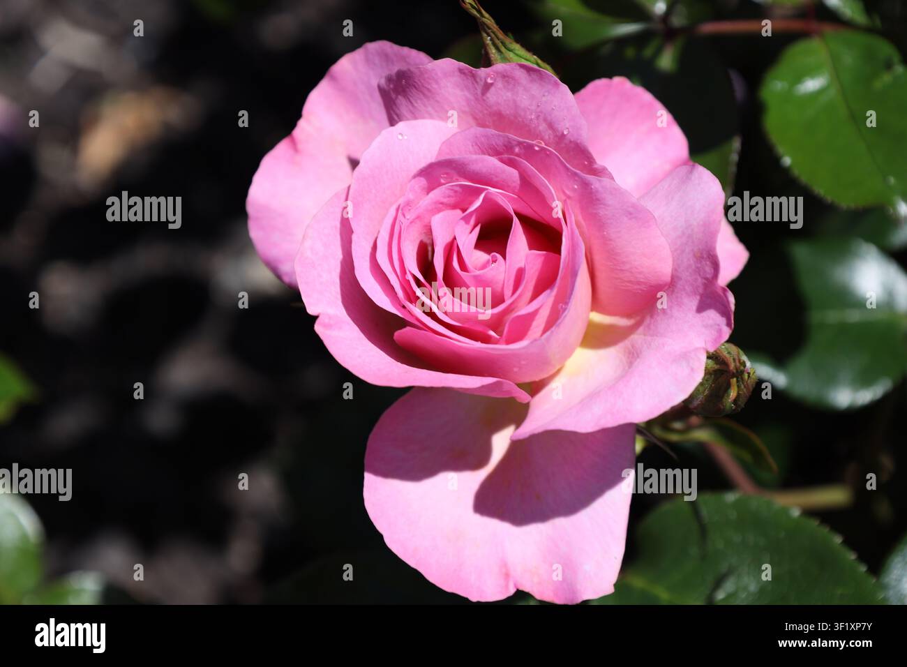 rosa vibrante, foglia verde lucida, centro a spirale, petali pieni (rosa da giardino, tè ibrido, floribunda) (macro, primo piano, straordinario, luce intensa) Foto Stock