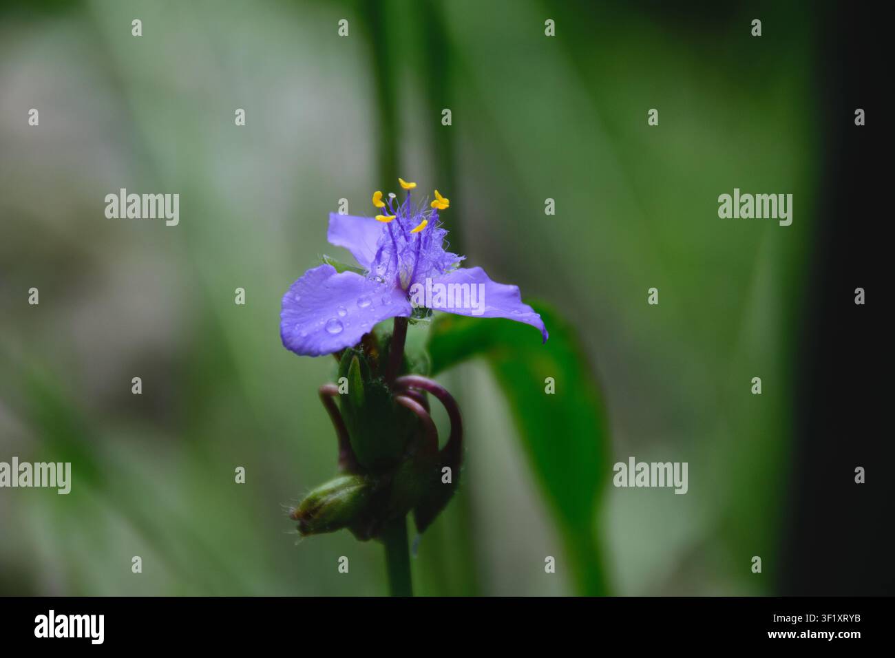 Erba stellata dell'Ohio Foto Stock