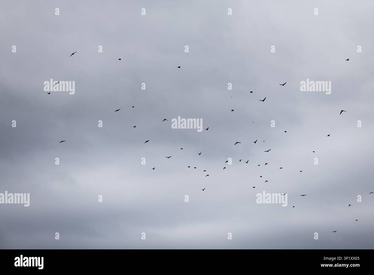 Un gregge di stelle nel cielo Foto Stock