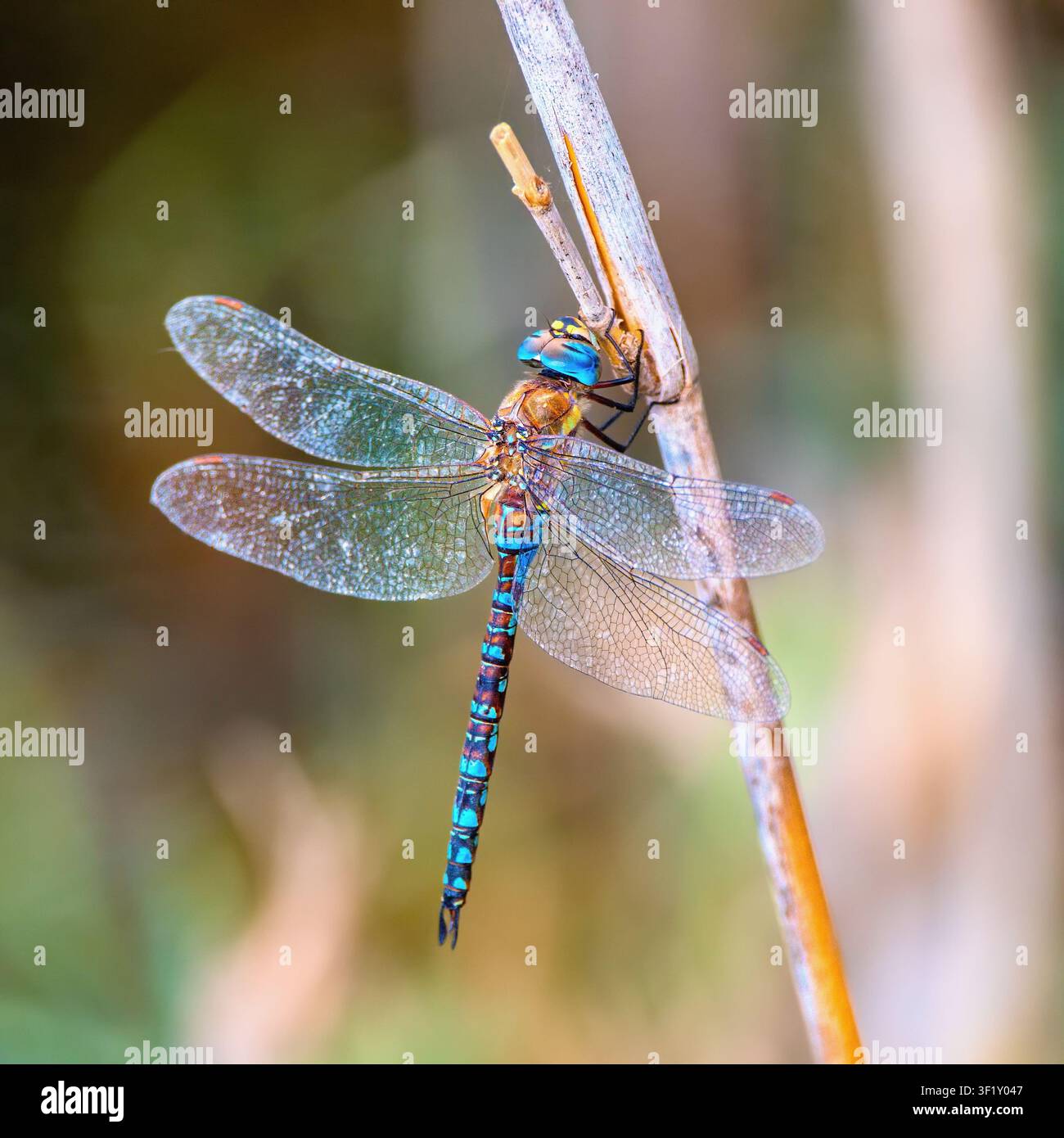 Libellula imperatore blu a riposo - Anax imperator Foto Stock