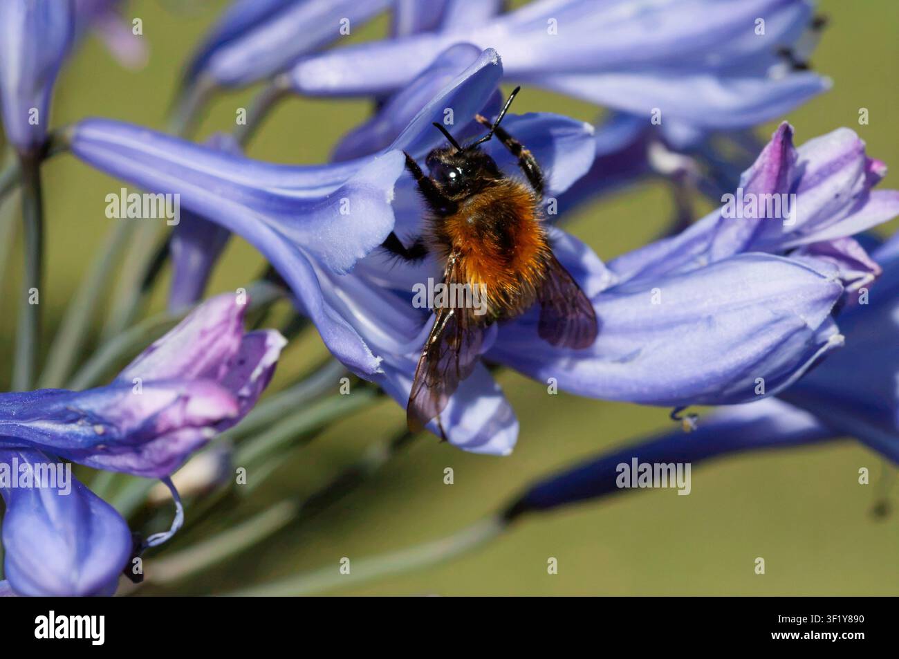 Un'ape marrone e nera vellutata con zampe visibili e ali scure su un grappolo di fiori blu-viola su uno sfondo verde in un giardino Foto Stock