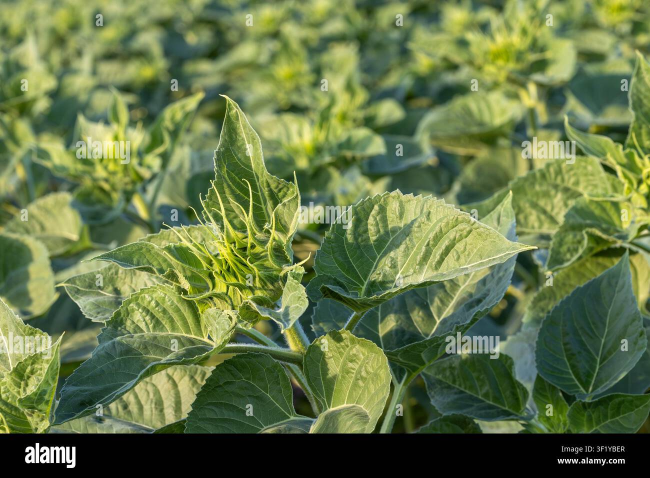 Primo piano di un bocciolo di girasole verde non aperto (Helianthus annuus) circondato da foglie larghe in un campo agricolo soleggiato, con dettagli sulla crescita precoce della pianta Foto Stock