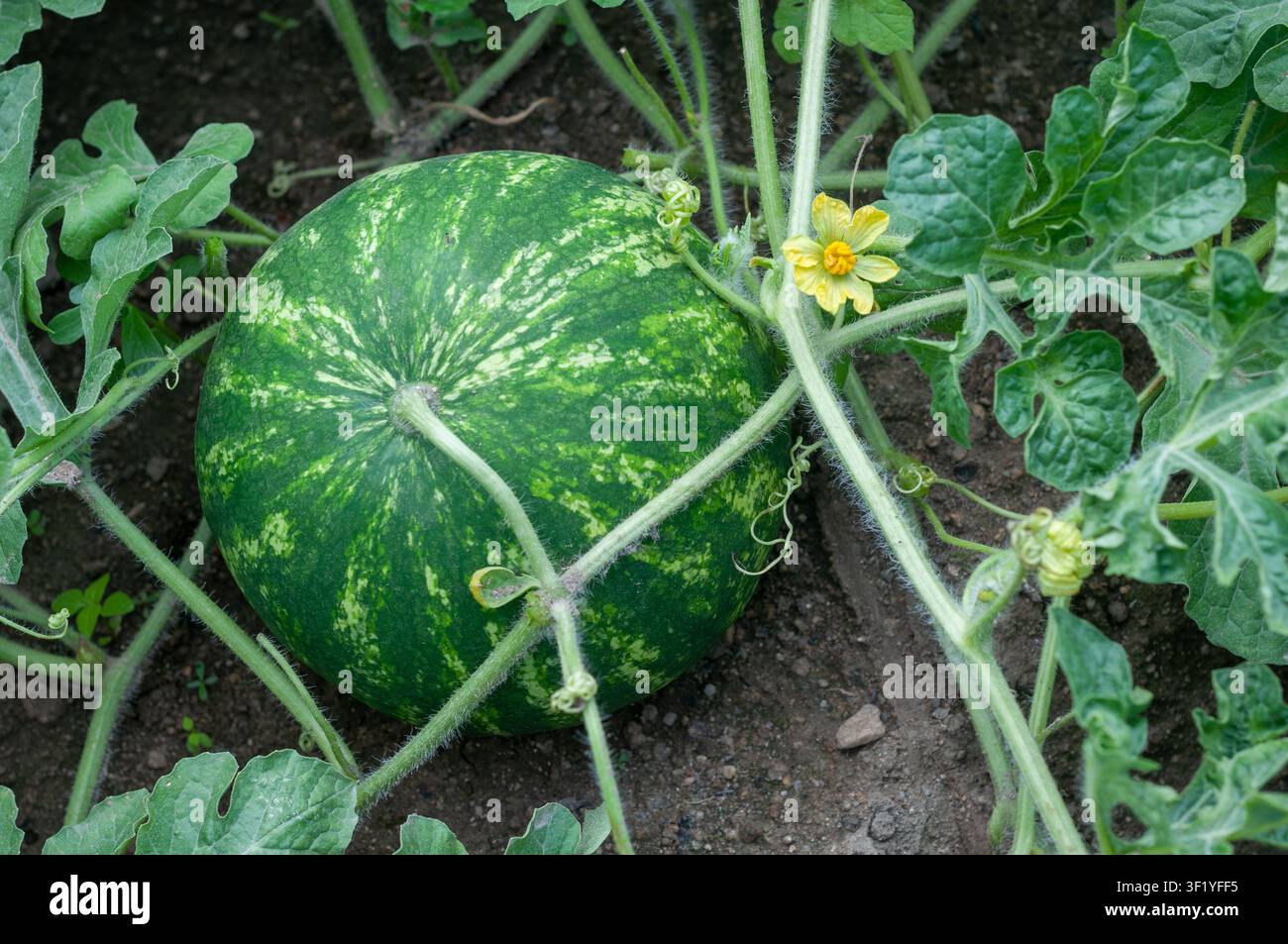 Prima piano di un'anguria matura e di un fiore di anguria giallo brillante che cresce naturalmente sulla vite tra foglie verdi. Raccolto estivo fresco in agricoltura Foto Stock