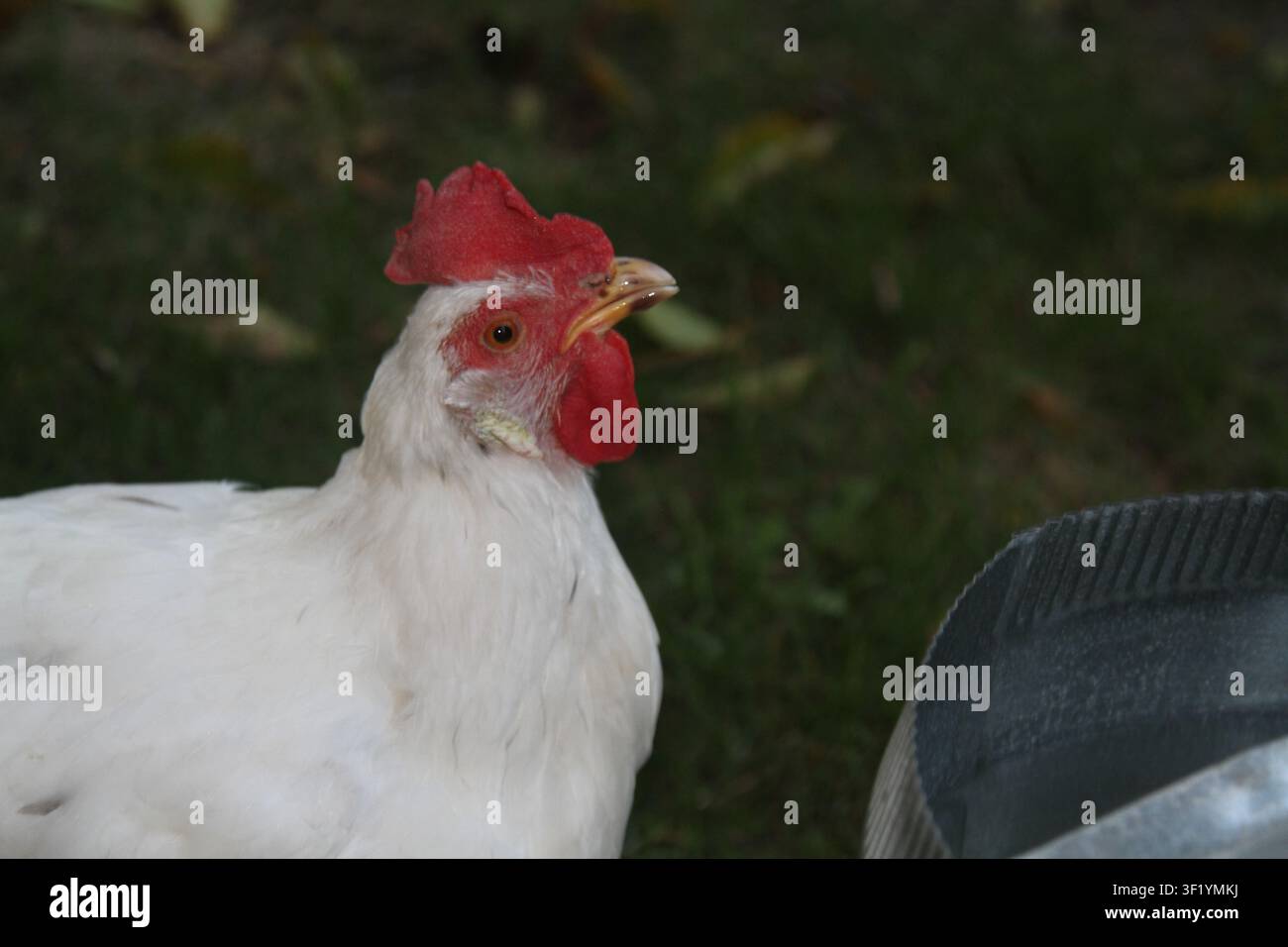 Gallina ovaia bianca con cresta rossa che cammina sull'erba Foto Stock