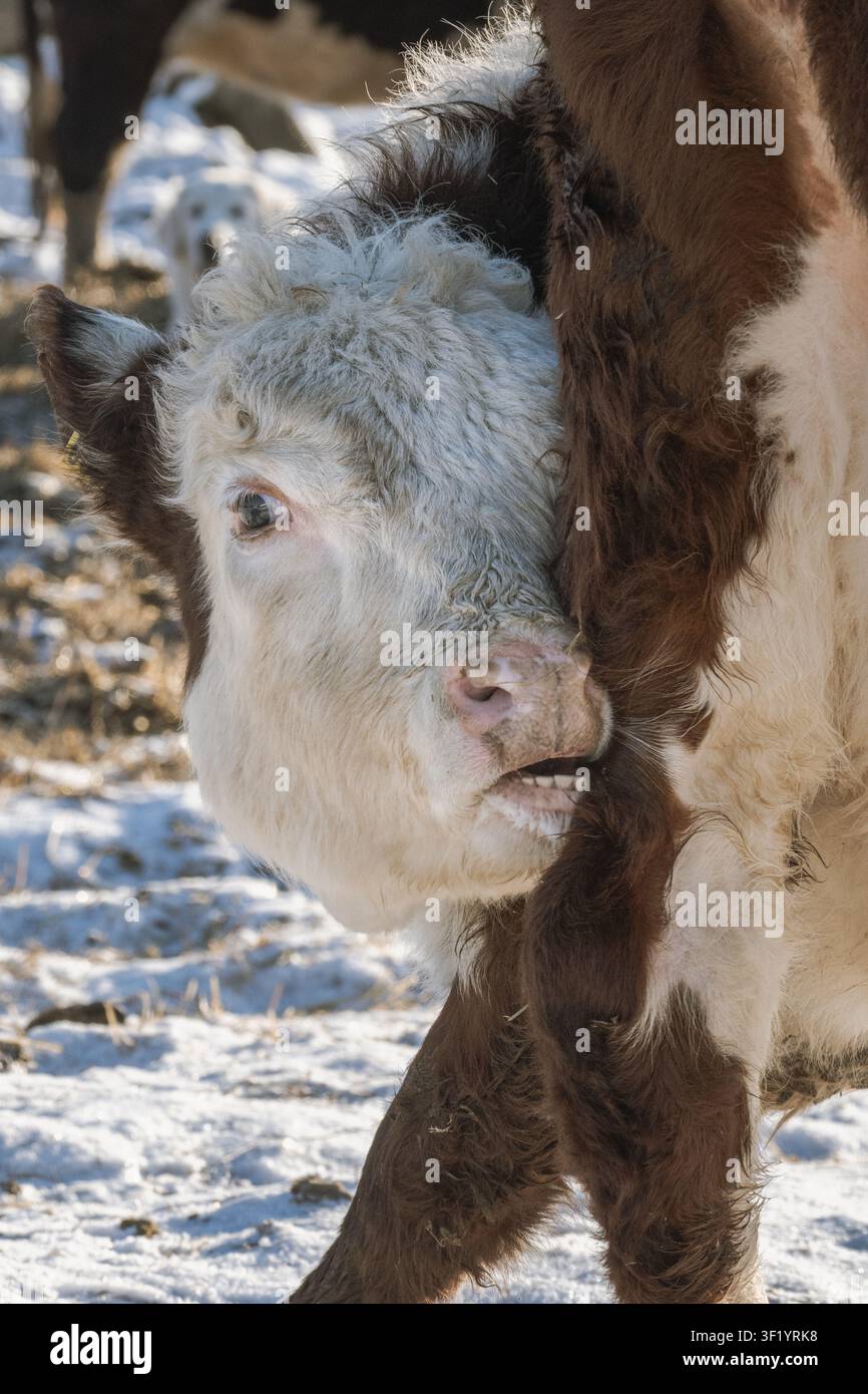 Mucca curiosa che sbircia da dietro un'altra mucca in un pascolo innevato in inverno, ritratto ravvicinato del bestiame, concetto di vita rurale in fattoria e comportamento animale Foto Stock