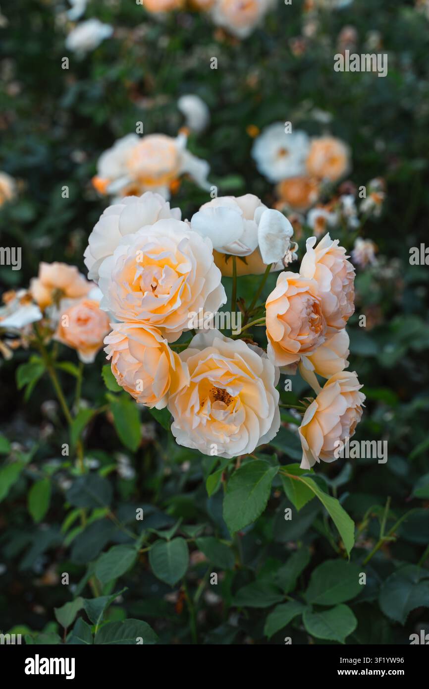 Crema e rose di maggio in fiore in un giardino con un morbido bokeh Foto Stock