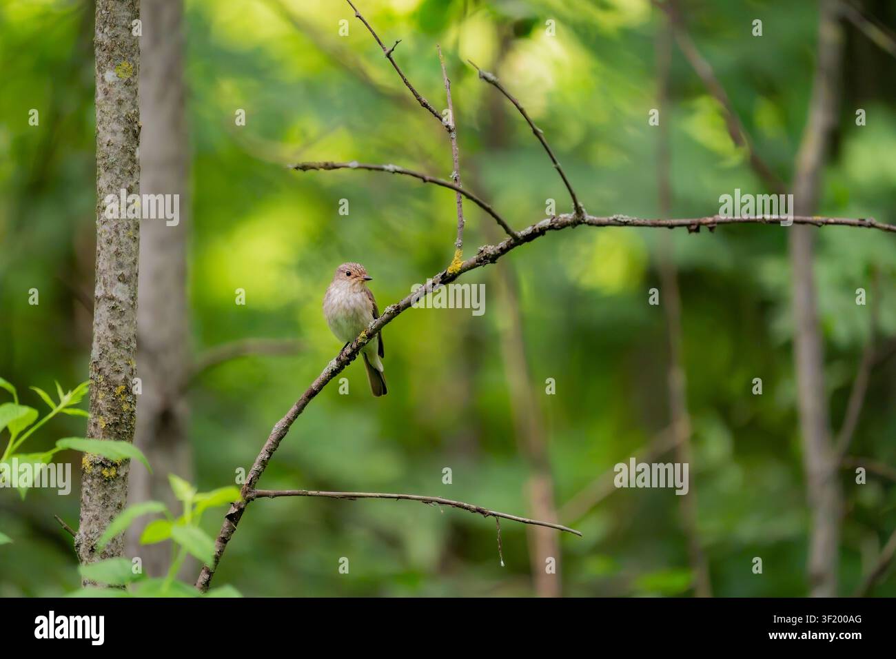 Muscicapa striata (Muscicapa striata) in riposo su un ramo sottile circondato da vegetazione boschiva verde vibrante nel suo habitat naturale. Foto Stock
