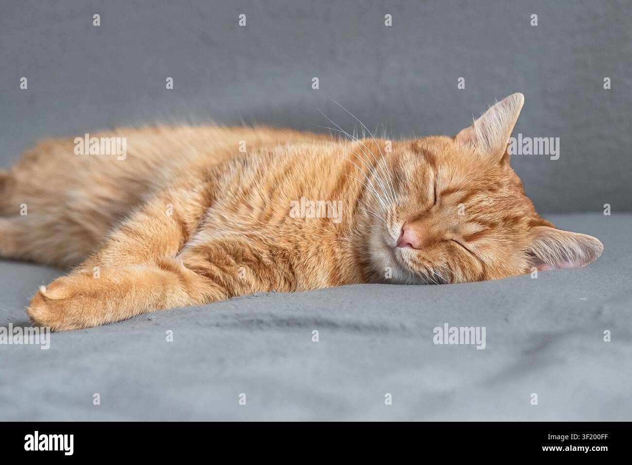 Gatto ginger tabby rilassato che dorme comodamente su un divano grigio in una casa accogliente. Animale domestico pacifico, comfort, relax, spazio per il testo Foto Stock