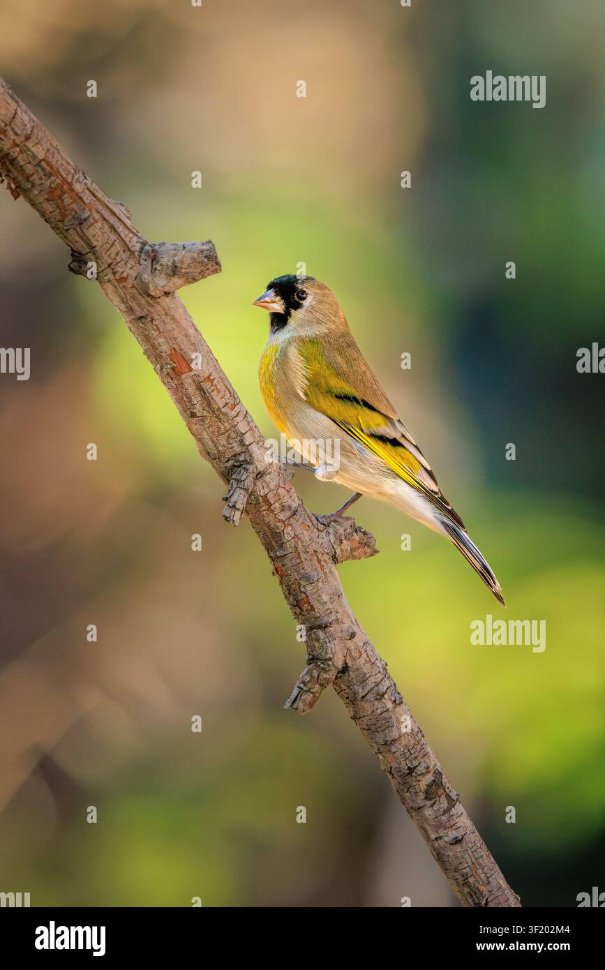 Spinus lawrencei (Spinus lawrencei), appollaiato su un ramo coperto di licheni con uno sfondo sfocato verde. Foto Stock