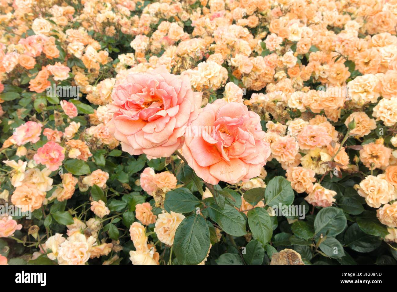 Transizione di colori del giardino delle rose da giallo, arancione, rosa, dei Royal Gardens sulla collina di Wawel, Cracovia, Polonia Foto Stock